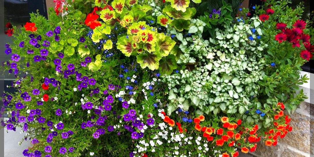 Сокровища для подвесного сада: малоизвестные растения, идеально подходящих для выращивания в кашпо, которые оживят ваш интерьер