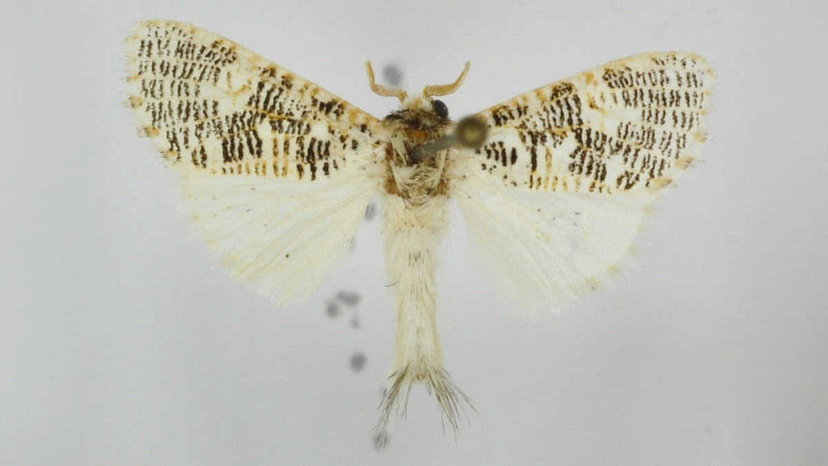     Фото: Acta Biologica Sibirica Энтомологи увековечили имя кибернетика Феликса Тарасенко в названии малоизученной африканской бабочки.