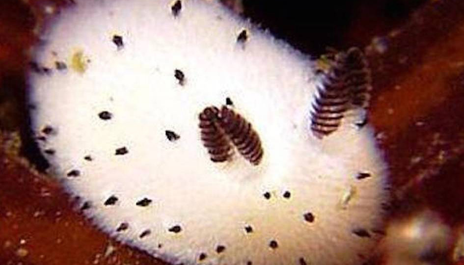 Когда даже один сантиметр – достаточно