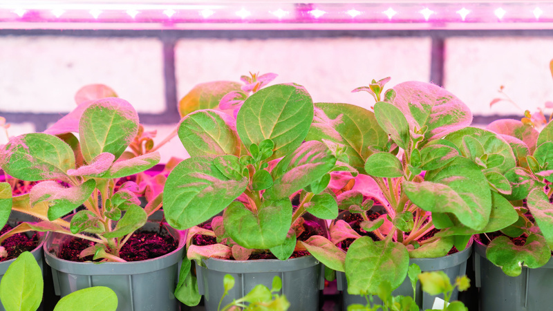 Разница в качестве рассады заметна сразу