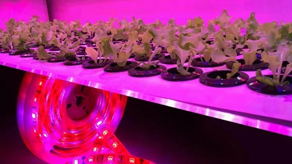 Самодельная подсветка из лент освещает каждое растение одинаково