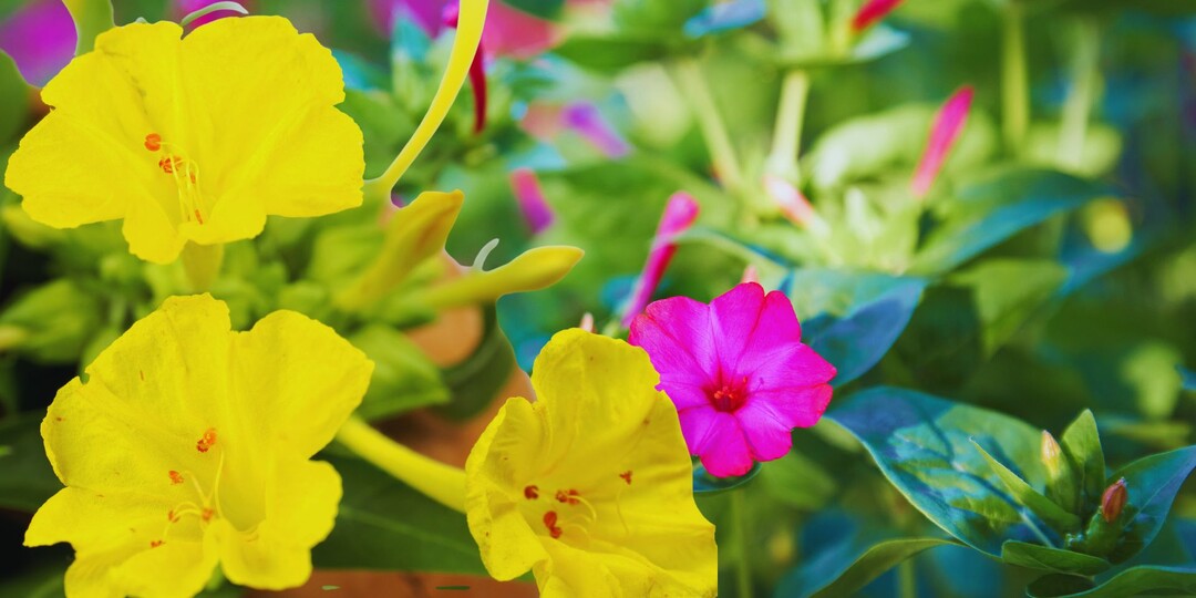 Сеете мирабилис — а всходов нет? Сделайте это с семенами