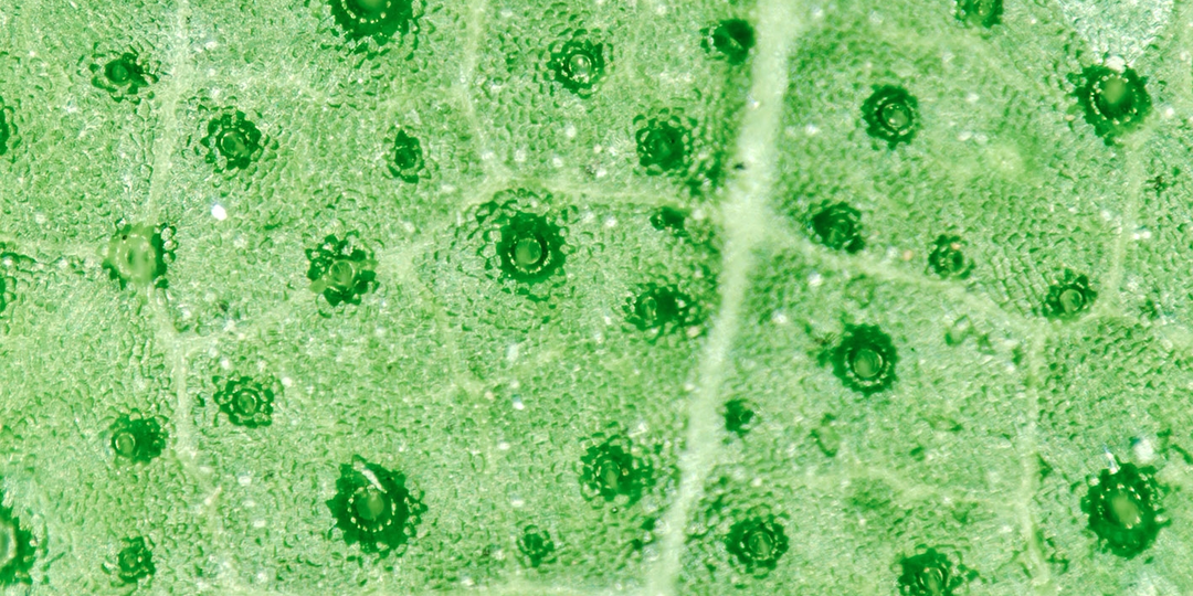 Как растения дышат?