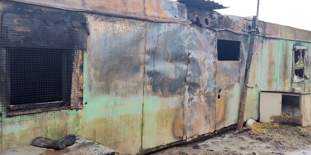 В астраханском приюте для собак произошел пожар