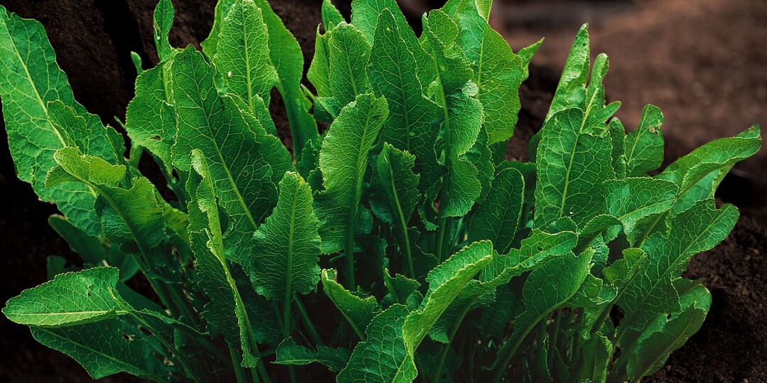 Листья хрена как мульча: бесплатная защита и питание для вашего огорода