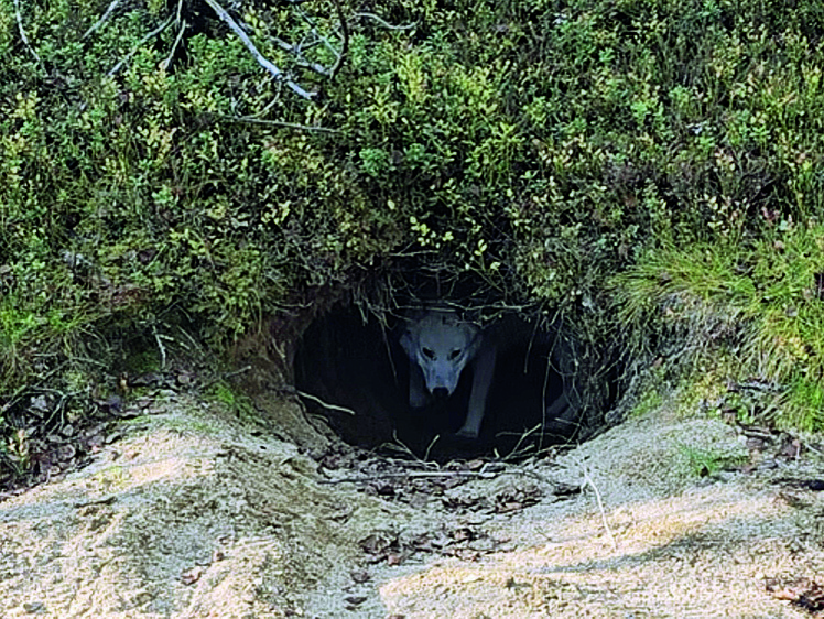     Фото: Данил ПЕСТЕРЕВ