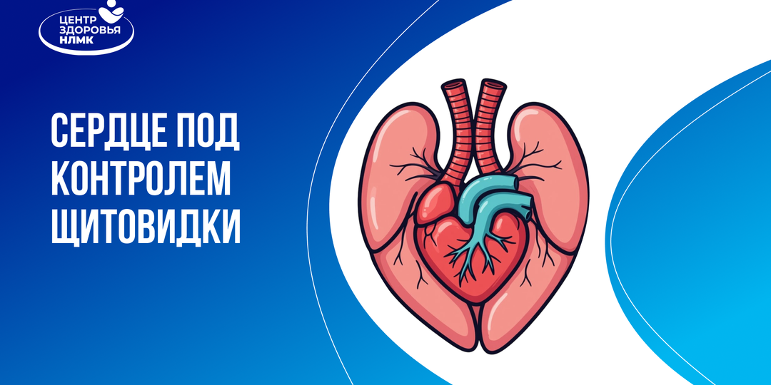 Как работа щитовидной железы влияет на сердце