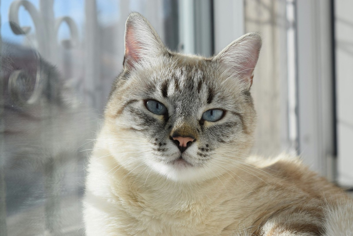    Редкое сочетание полосатого окраса и голубых глаз — генетический сюрприз, который сложно предсказать