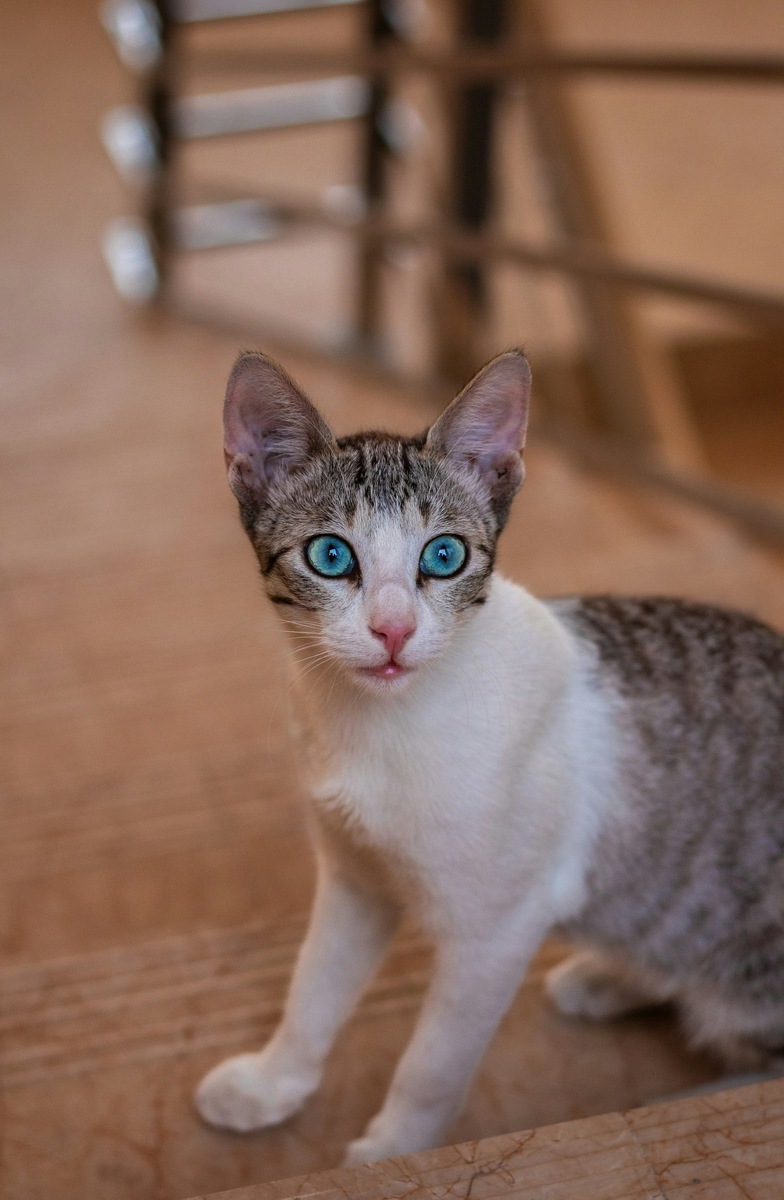    Голубой цвет глаз и рисунок табби контролируются разными группами генов, что объясняет редкость их совпадения