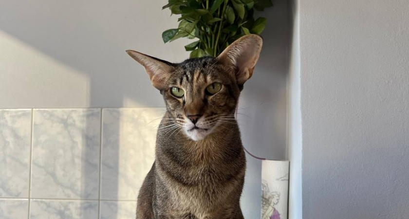    Фото progorod43.ru