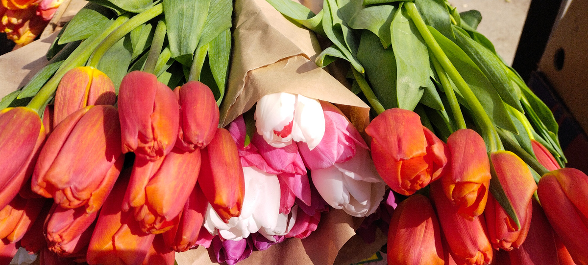 Тюльпаны продают. Весна скоро