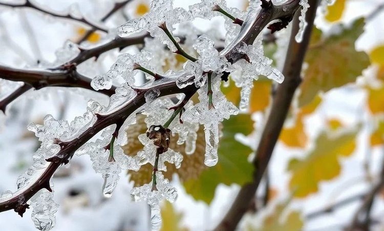    Фото: Медведева Анна, AgroXXI.ru