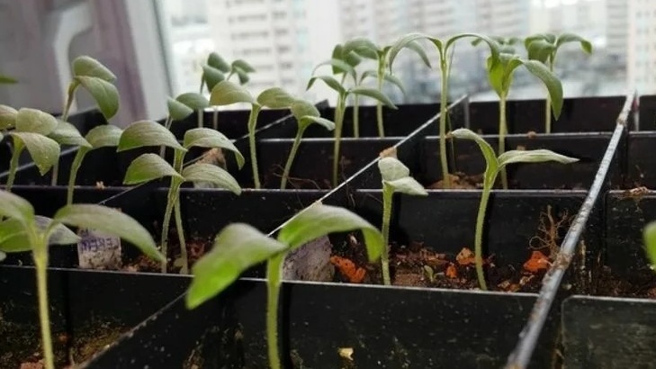 Так выглядела моя рассада при тепличном выращивании 