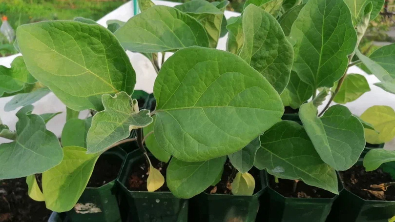 Именно такую рассаду продавал фермер - компактную и мощную