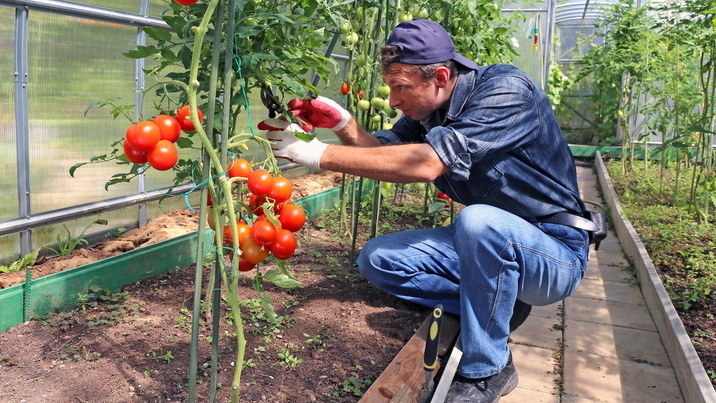 Томаты моего соседа