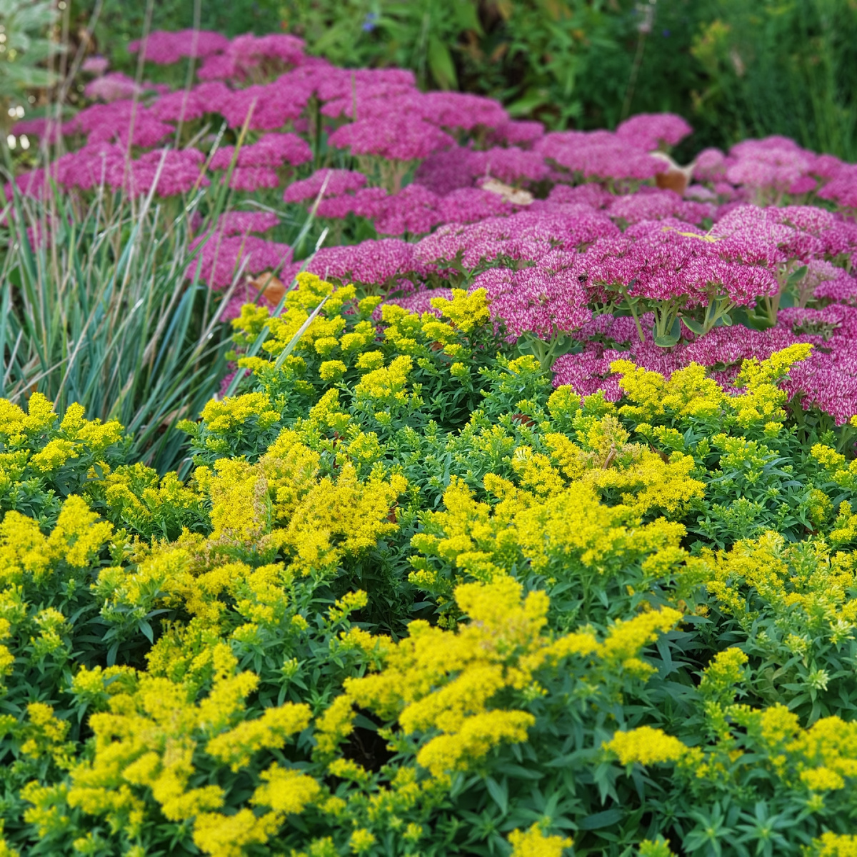 1. Золотарник  'Golden Dwarf' с очитником 'Herbstfreude' в сентябре. Фото: Ирина Авраамова