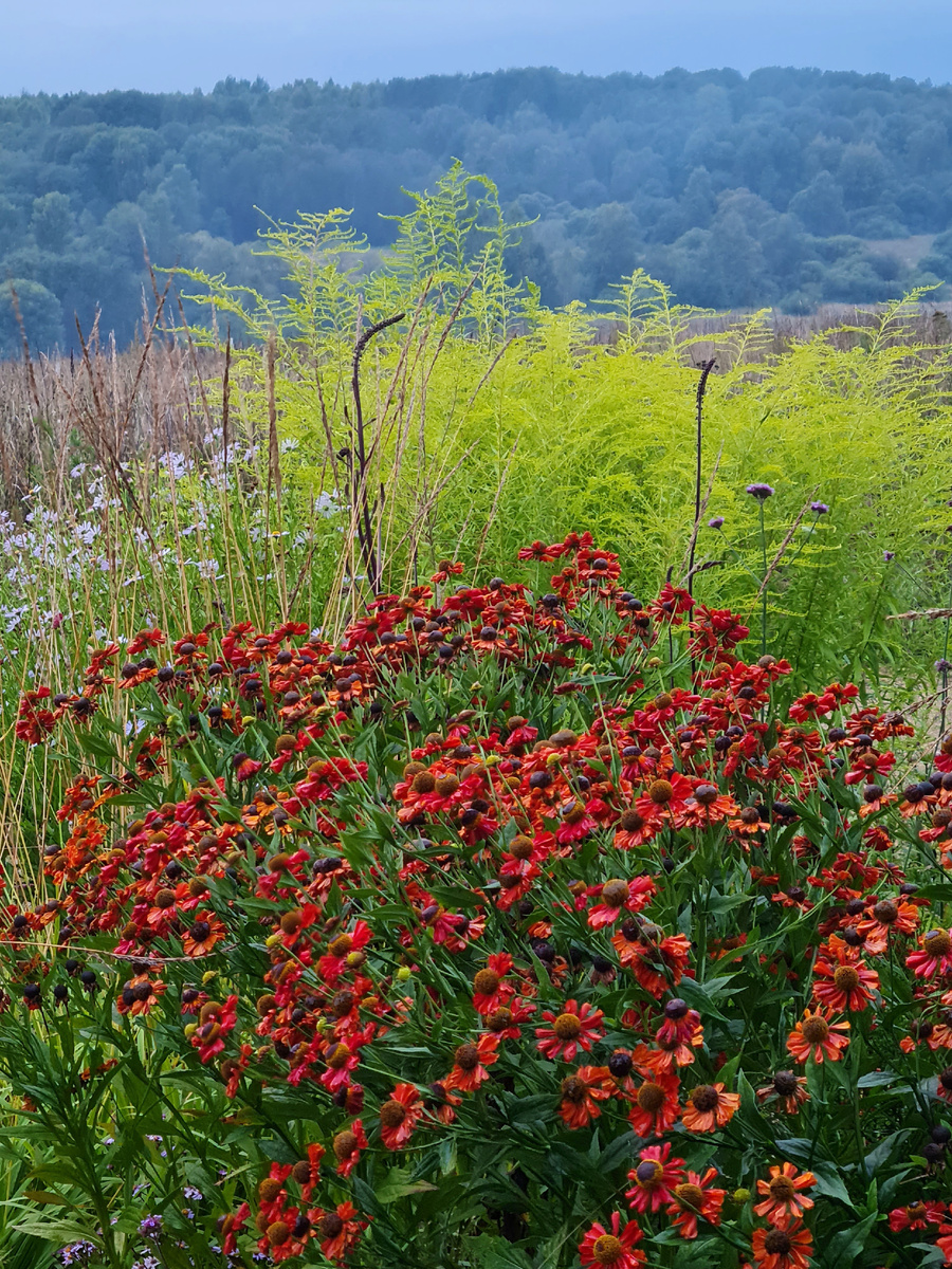 1. Золотарник 'Golden Wings' с гелениумом гибридным. Фото: Ирина Авраамова