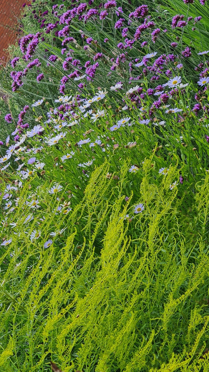 2. Золотарник 'Golden Wings' с калимерисом и вербеной буэнос-айресской. Фото: Ирина Авраамова