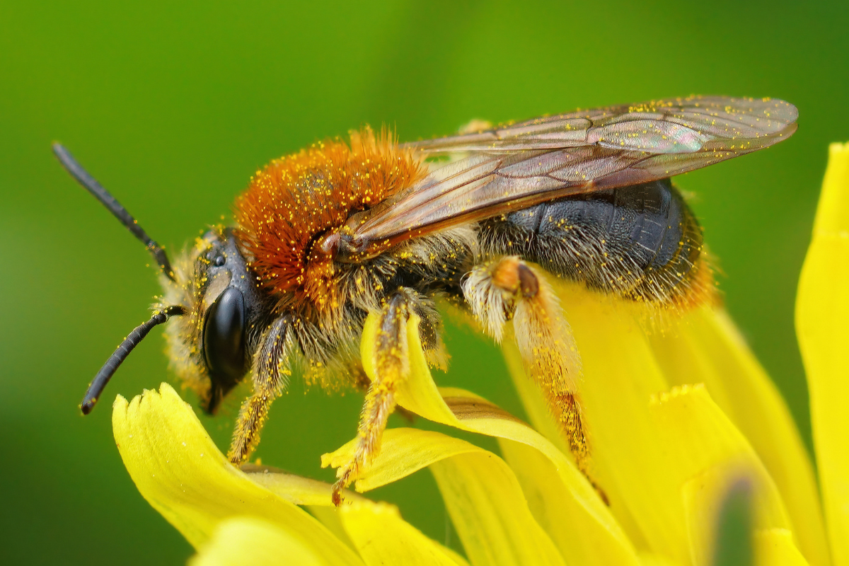 Цветы — это не просто источник пищи, но и фактор, влияющий на эпидемиологию в сообществах опылителей