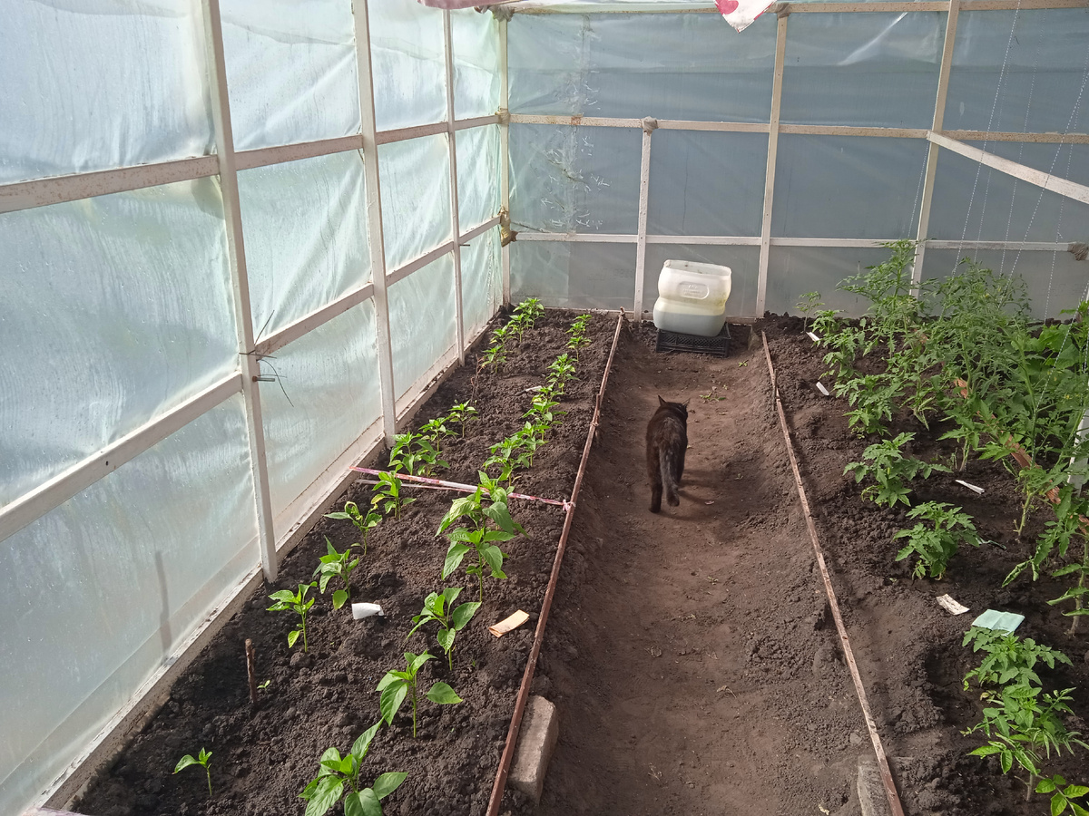 Перчики сорта БЕЛОЗЁРКА!!!