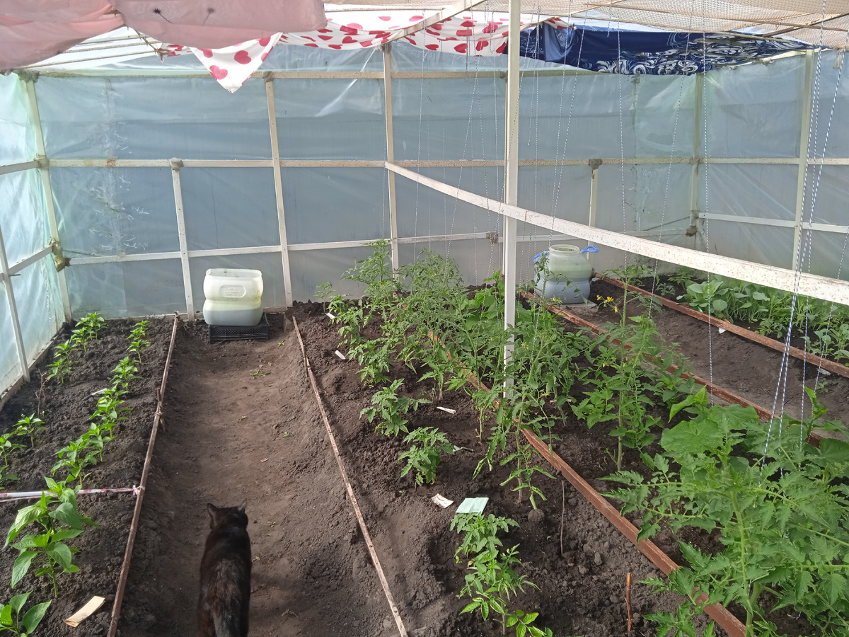 Вот так я Затеняю РАСТЕНИЯ,