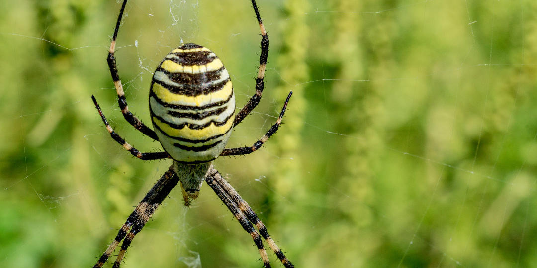 Самый яркий паук России: стоит ли его бояться?