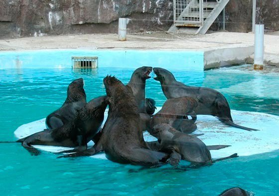 Морские котики