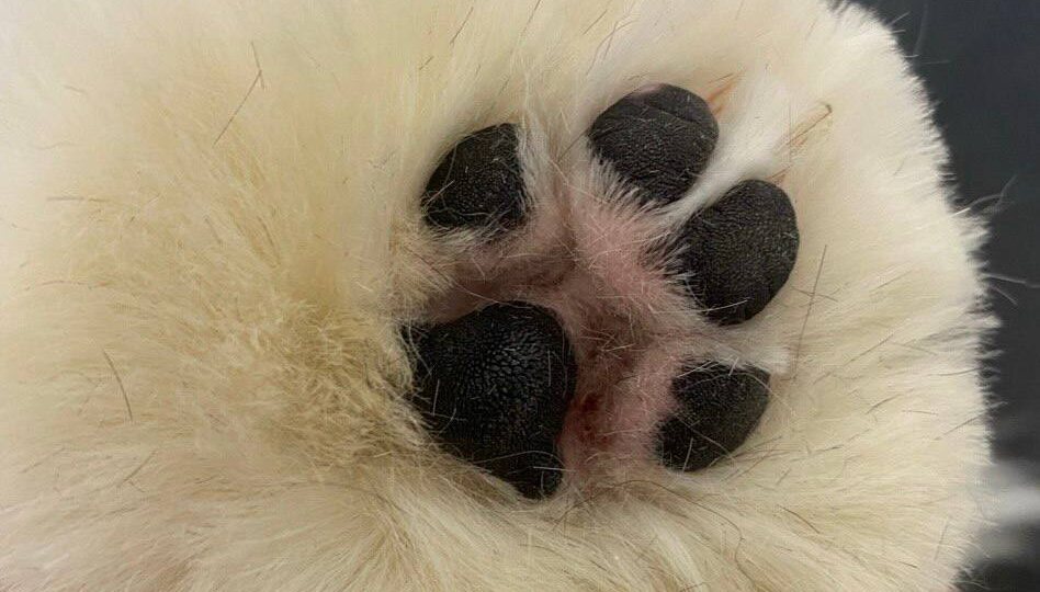 «Бритье пяточек» - СПА процедура с мгновенным эффектом.