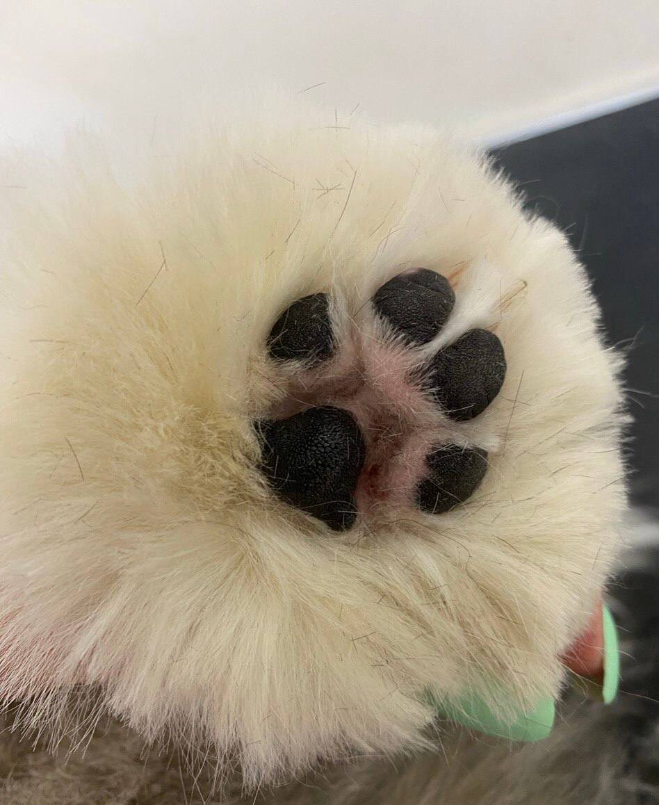 Лапка на груминге в Грумике