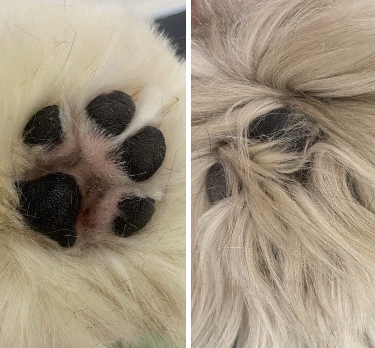 Груминг до/после