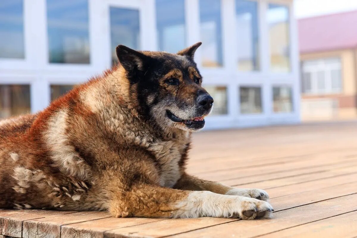    Фото: primamedia.ru Лев Гаврилов