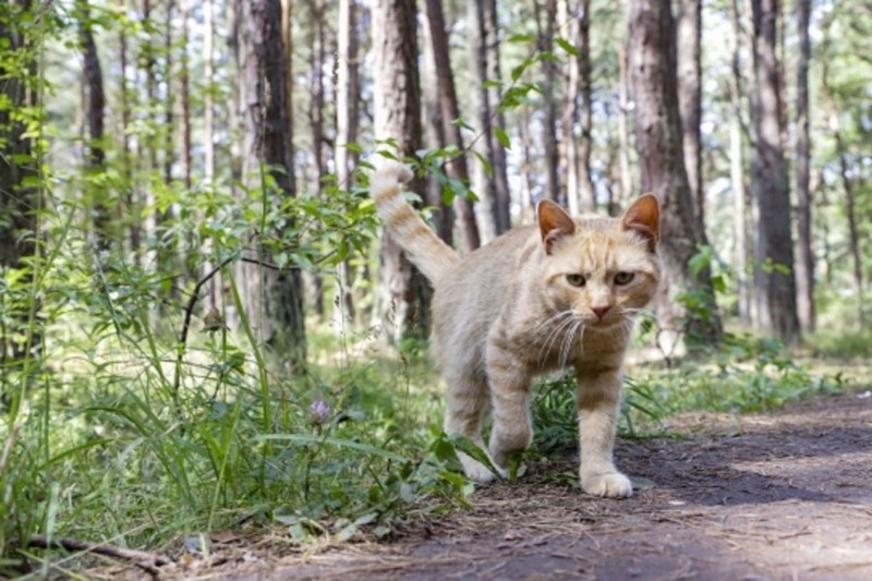    Фото Виктории Корнеевой / фотобанк Ростовского отделения СЖР admin