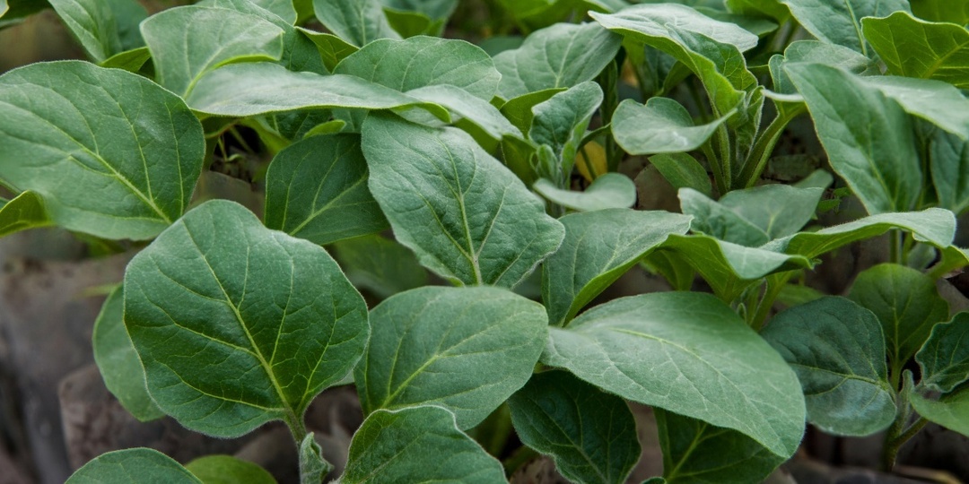 Как вырастить рассаду баклажанов