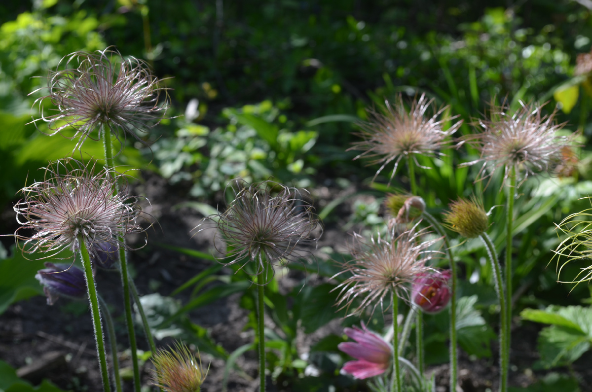 Как только в саду появляется прострел, можно собирать свои собственные семена