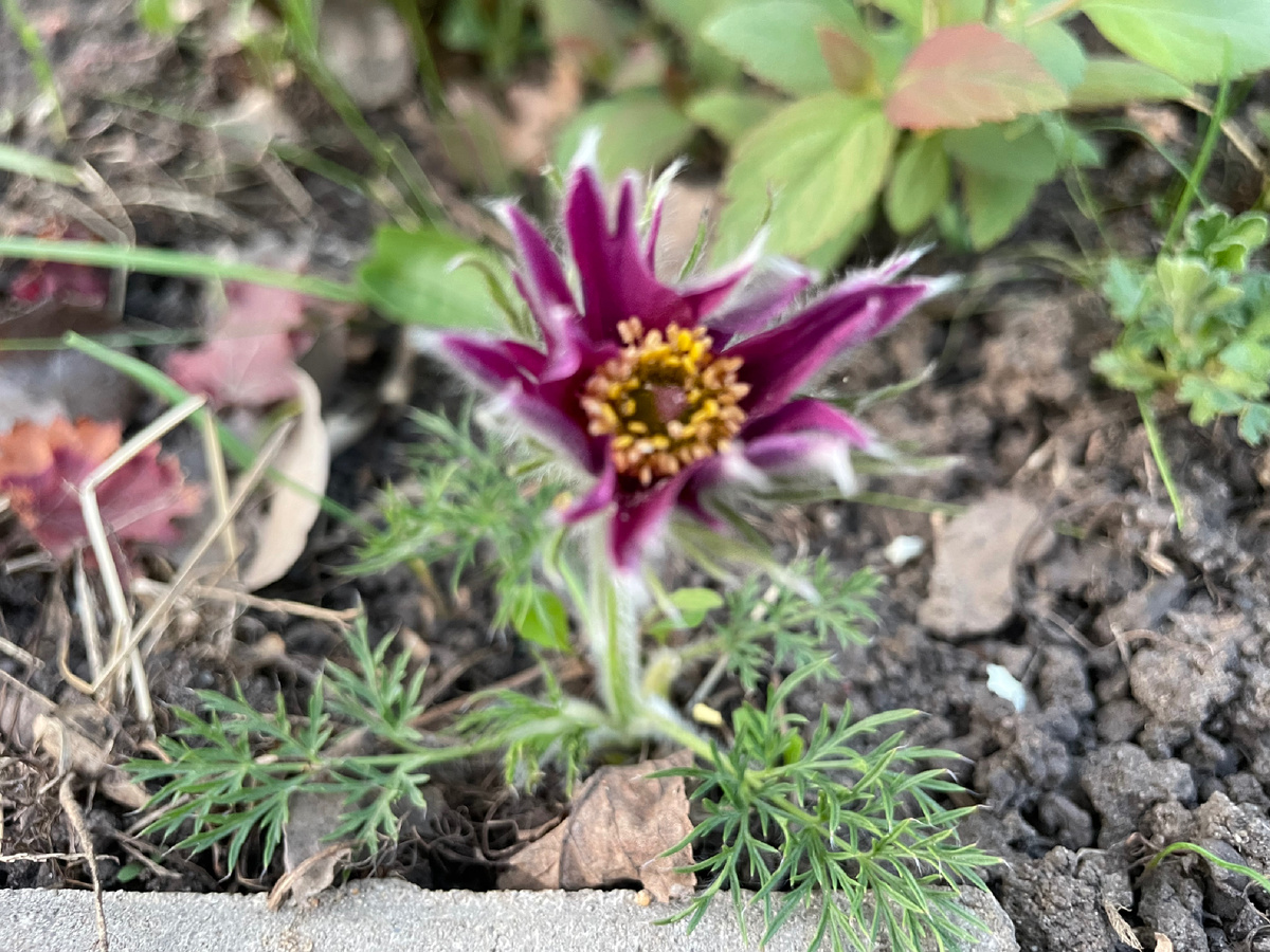 Молодой сеянец Papageno