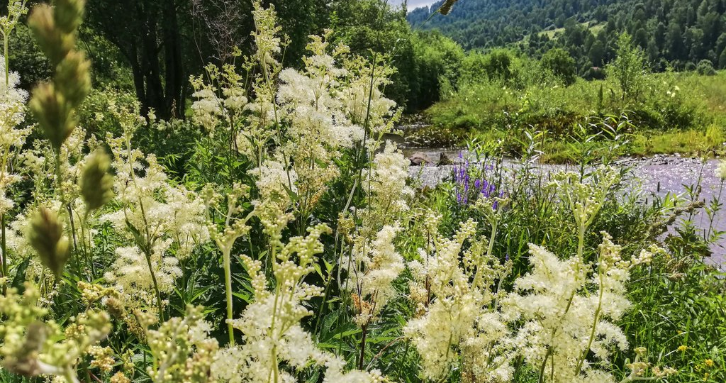 «Белая плАтина» под ногами: что за кусты растут по всему Уралу, которые западные фармацевты скупают граммами по цене золота