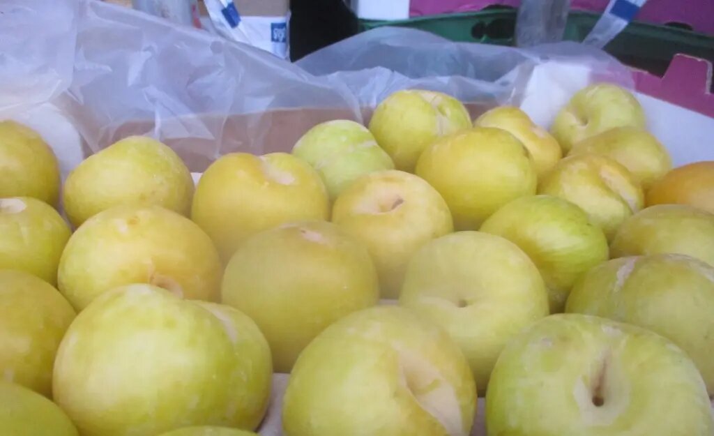    Фото: пресс-служба Северо-Западного межрегионального управления Россельхознадзора