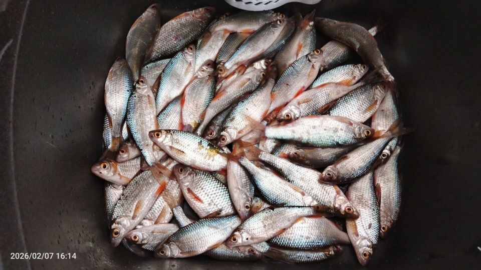    Улов алтайских рыбаков. Источник: Михаил Бойков, vk.com/fishmen_altai