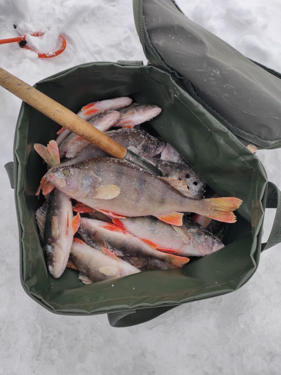    Улов алтайских рыбаков. Источник: Олег Б, vk.com/fishmen_altai