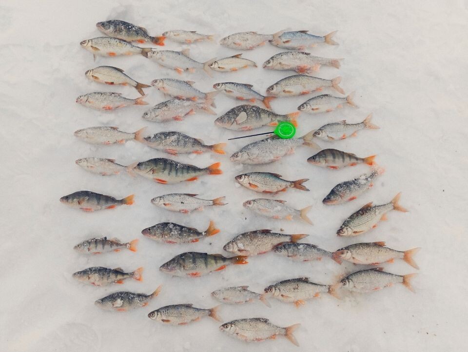    Улов алтайских рыбаков. Источник: Егор Колтаков, vk.com/fishmen_altai