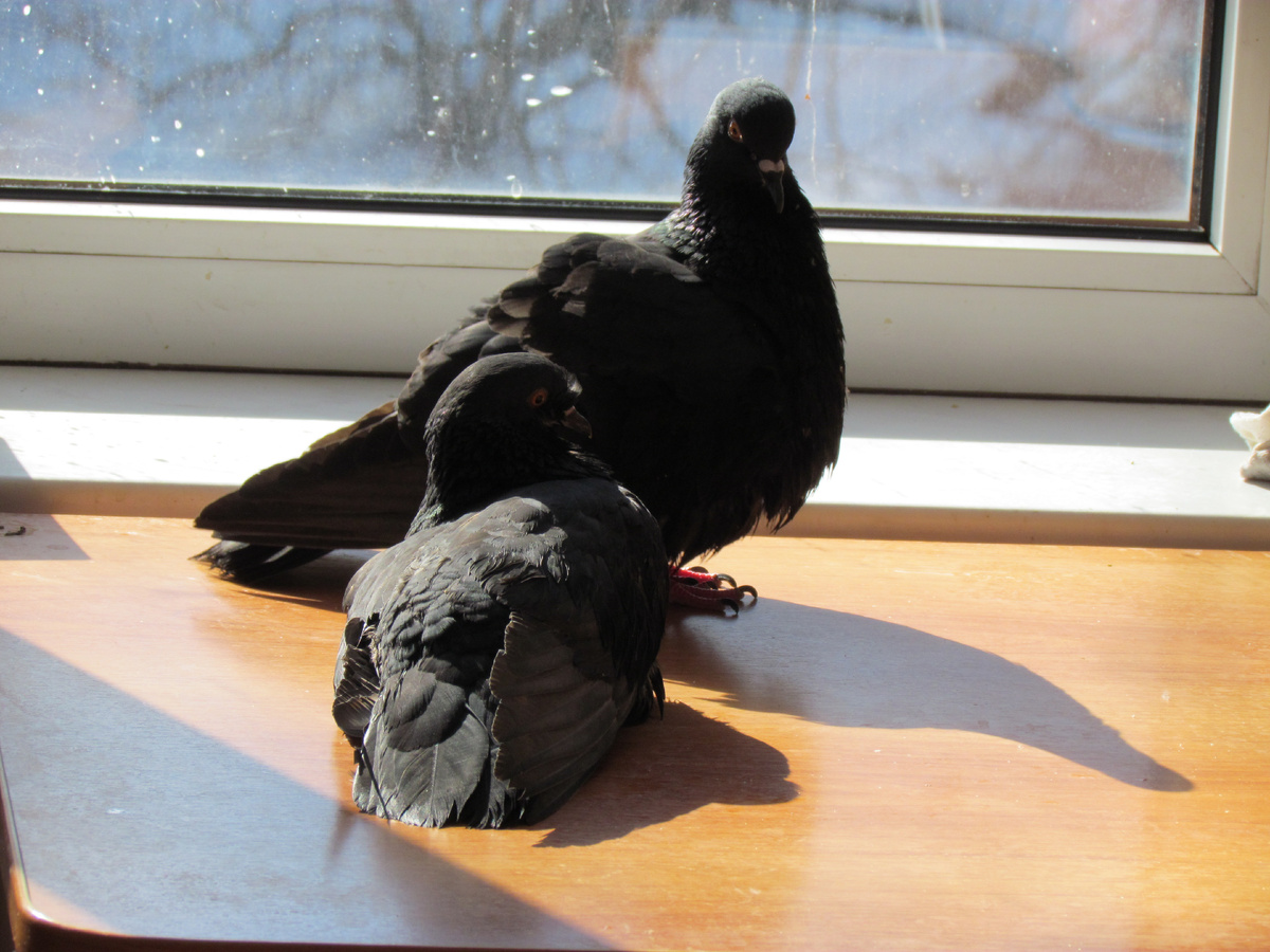 Буян с Женой