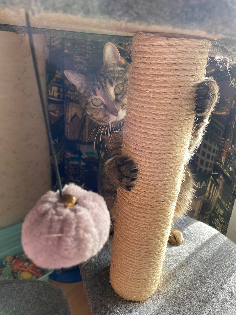 Кошка Бейонсе - предотвратитель неудач