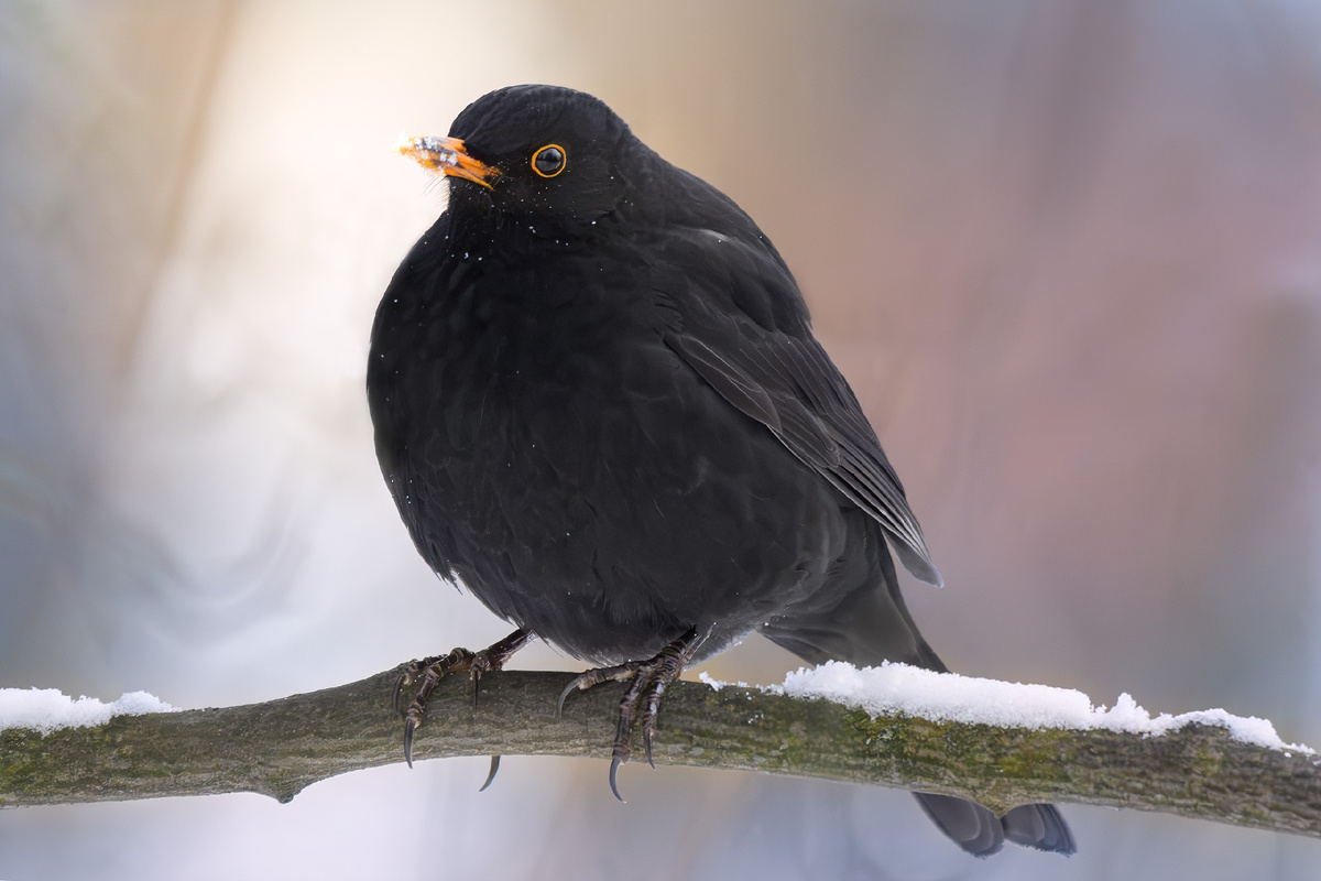 Оставшийся на зимовку чёрный дрозд