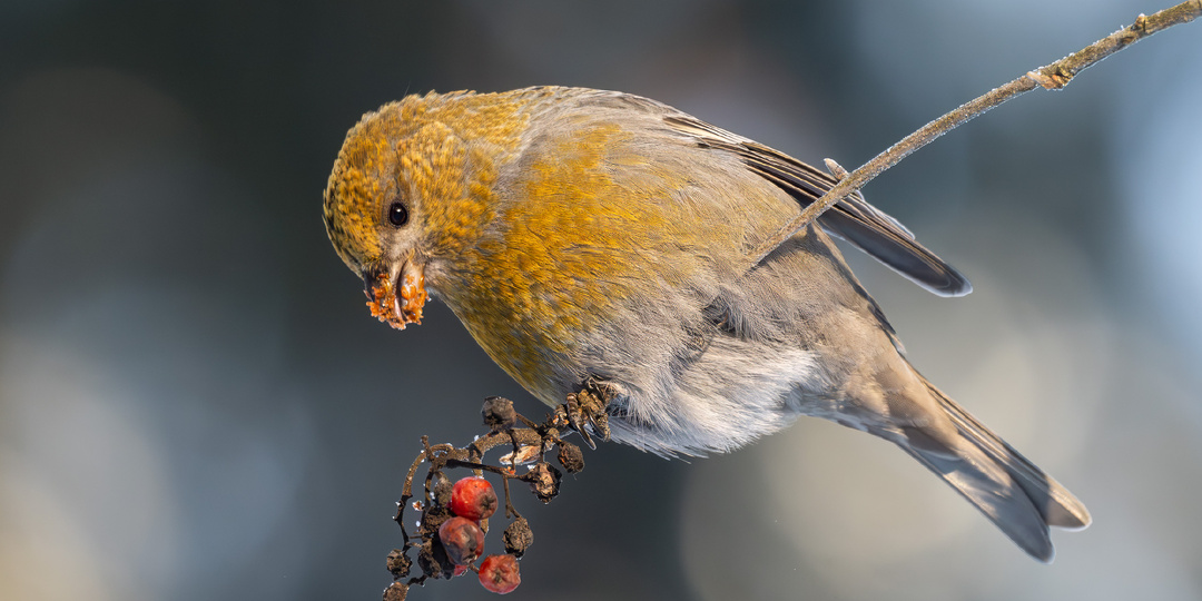 Зима в Москве и Подмосковье. На поиски птиц. Неожиданные щуры, щеглы и чёрный дрозд.