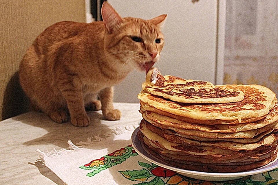 Котиков привлекает возможность полакомиться чем-то необычным. Фото: Дарья МИТРОФАНОВА