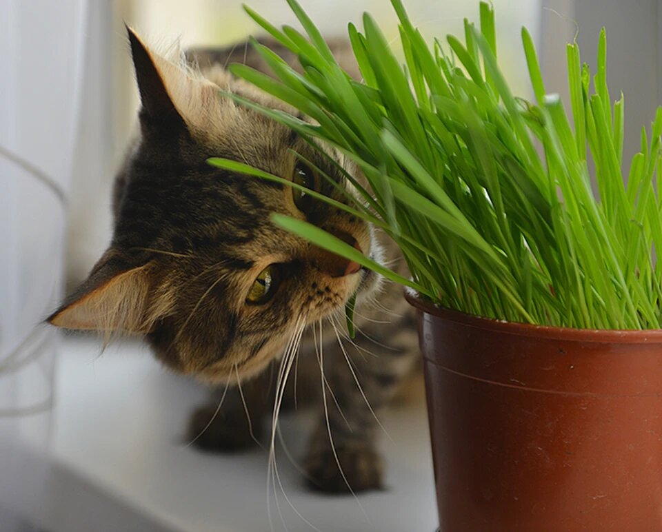 Котики получают из травок витамины. Фото: Олег РУКАВИЦЫН.