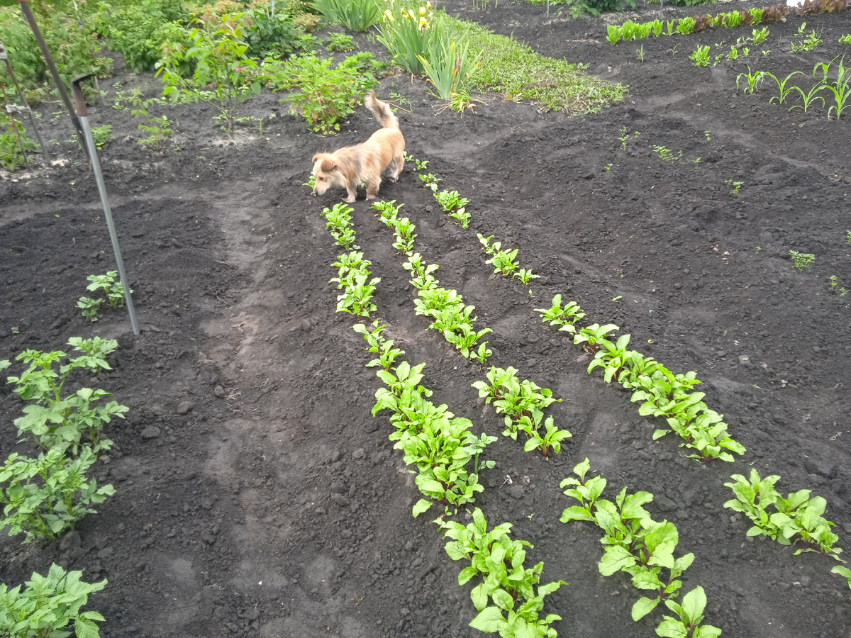 ЖУЛЬКА на Прогулке!!!Вот так мы Отдыхаеи!!!