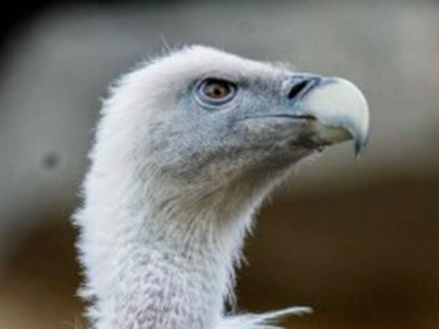    Фото: телеграм-канал "Московский зоопарк"