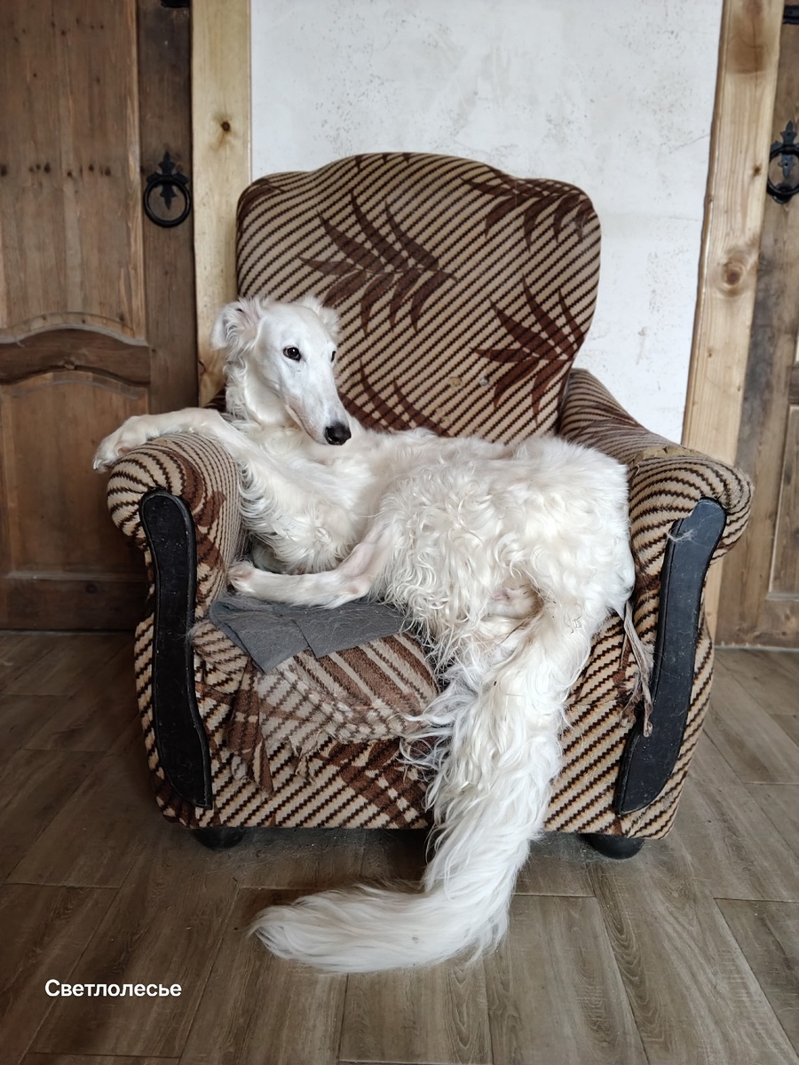 Зубастая длиннохвостая Эсми