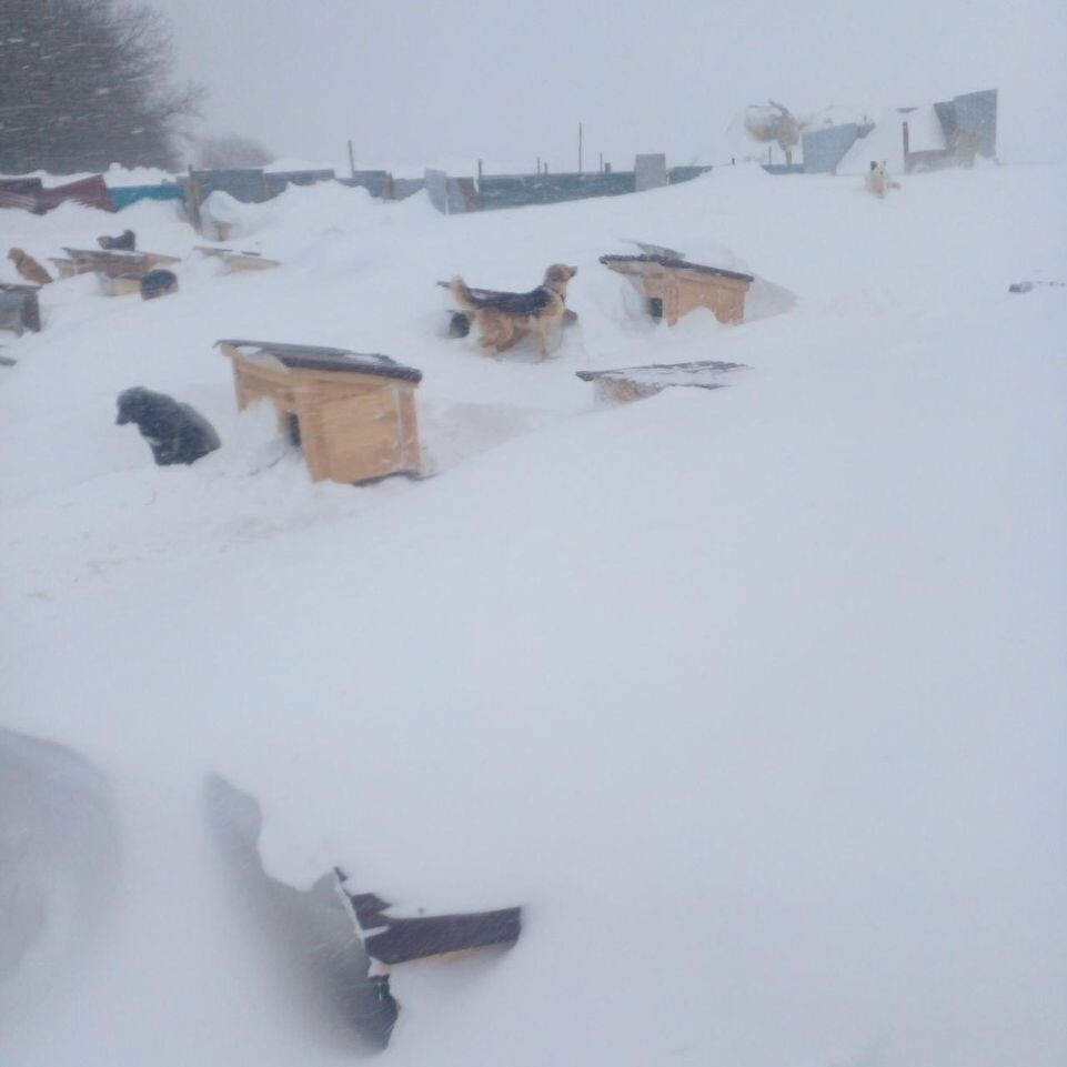     Приют для собак «Сердце странника» / Telegram